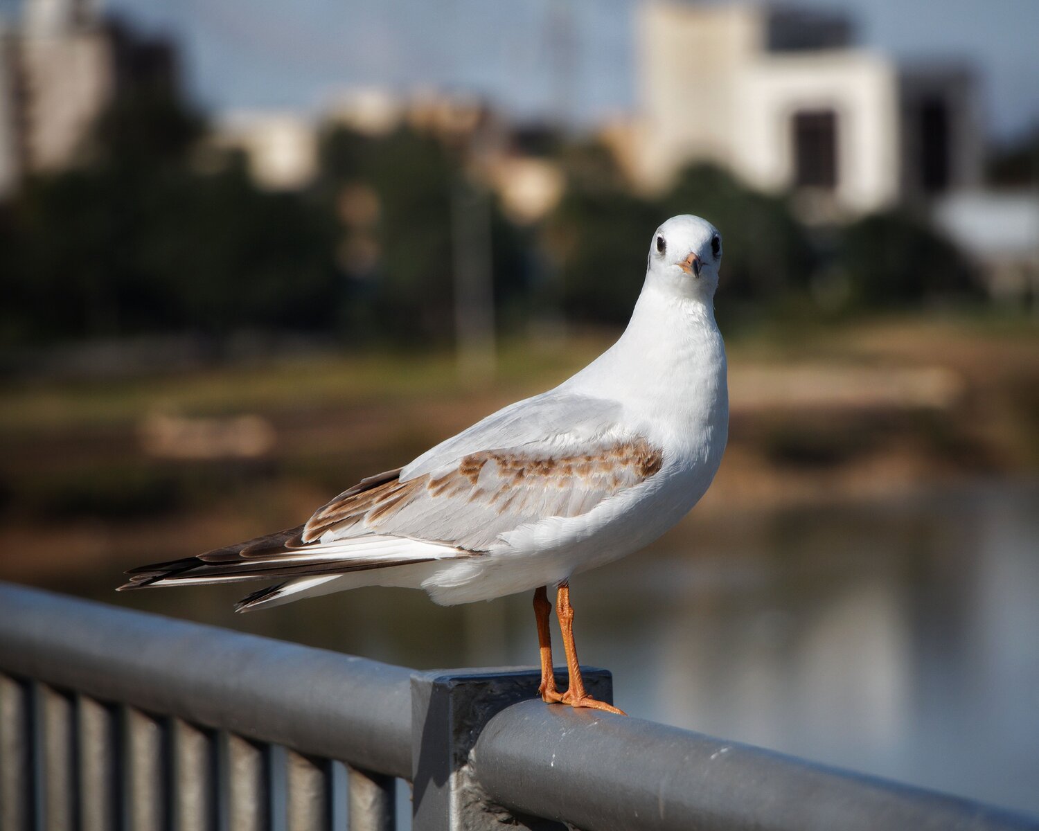 Lone bird
