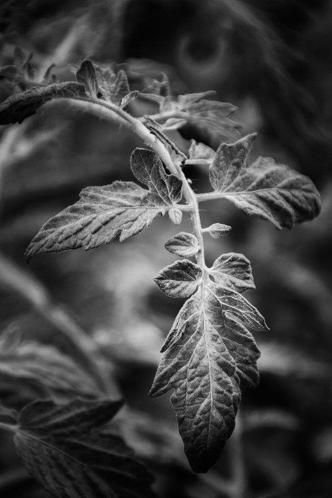 Фотография автора Anna Ilieva-Alikaj