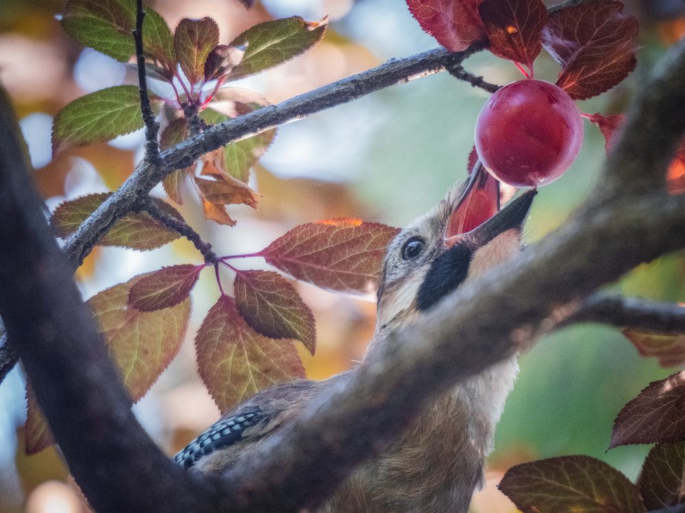 mockingjay eats plum