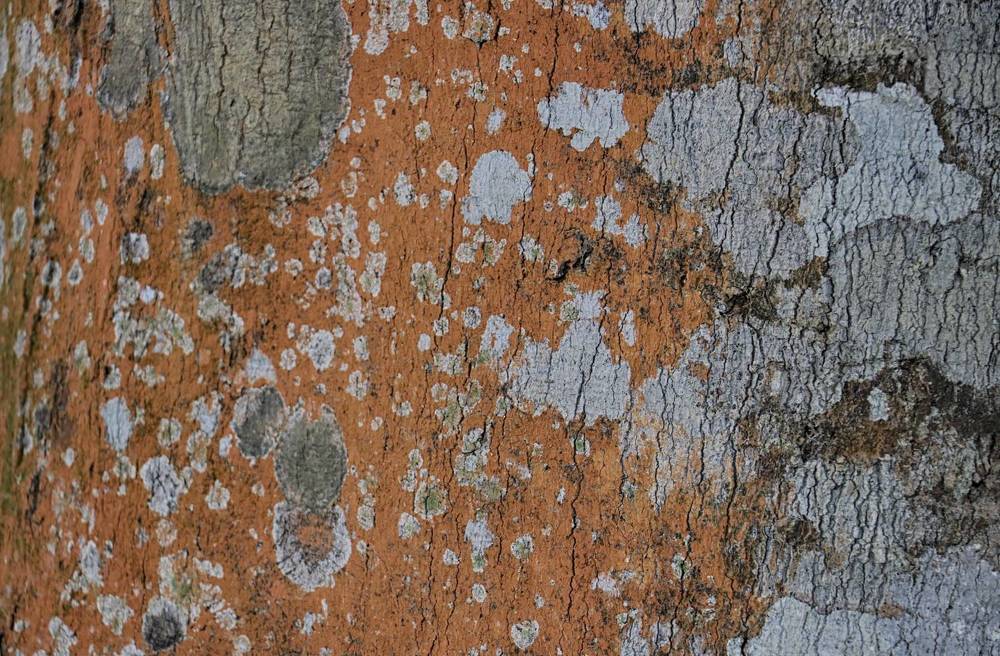 Nature's Abstract Art