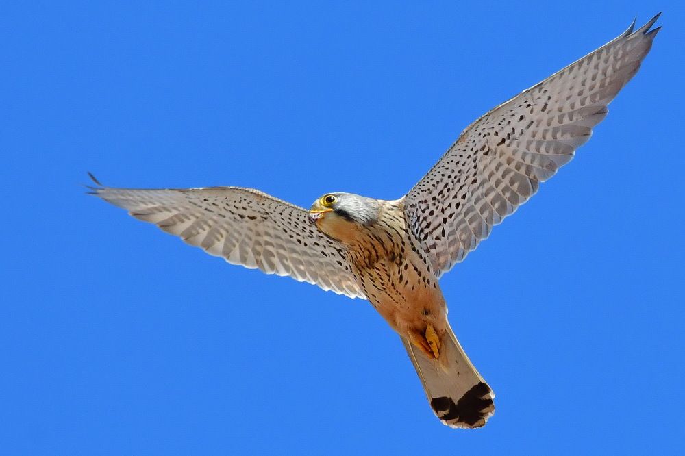 Фотография автора Anne Moginier