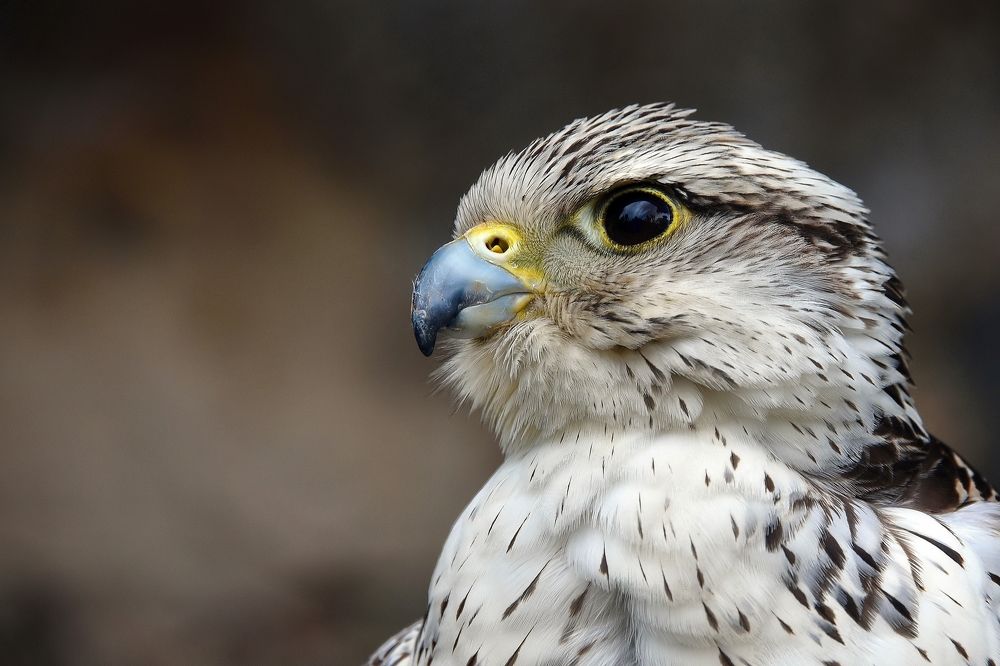 Фотография автора Anne Moginier