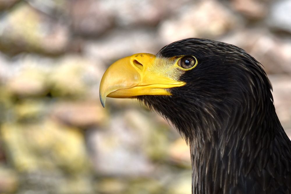 Фотография автора Anne Moginier