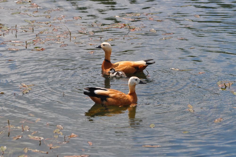 Photograph by Нина Мокина