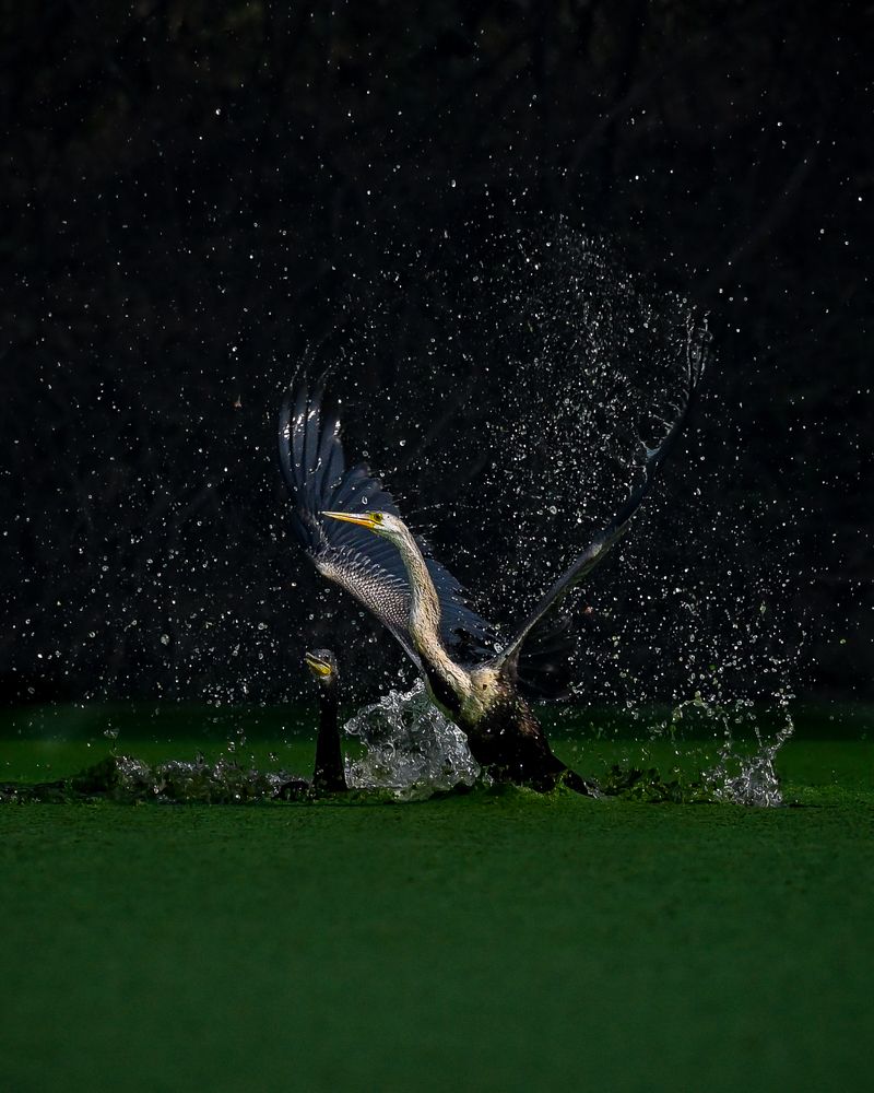 Photograph by RASHIN KARAYI