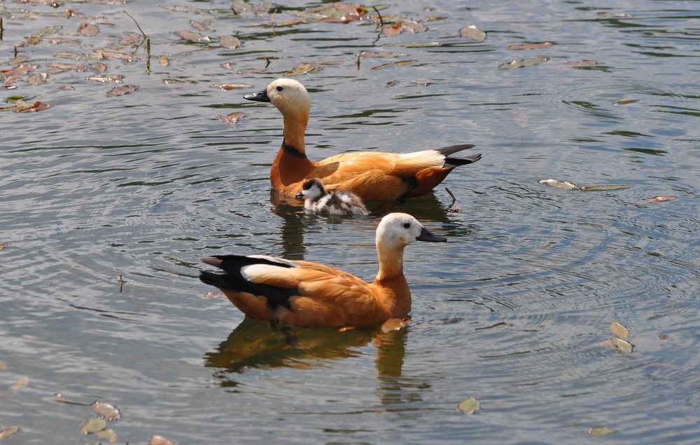 Утки Огари с утенком