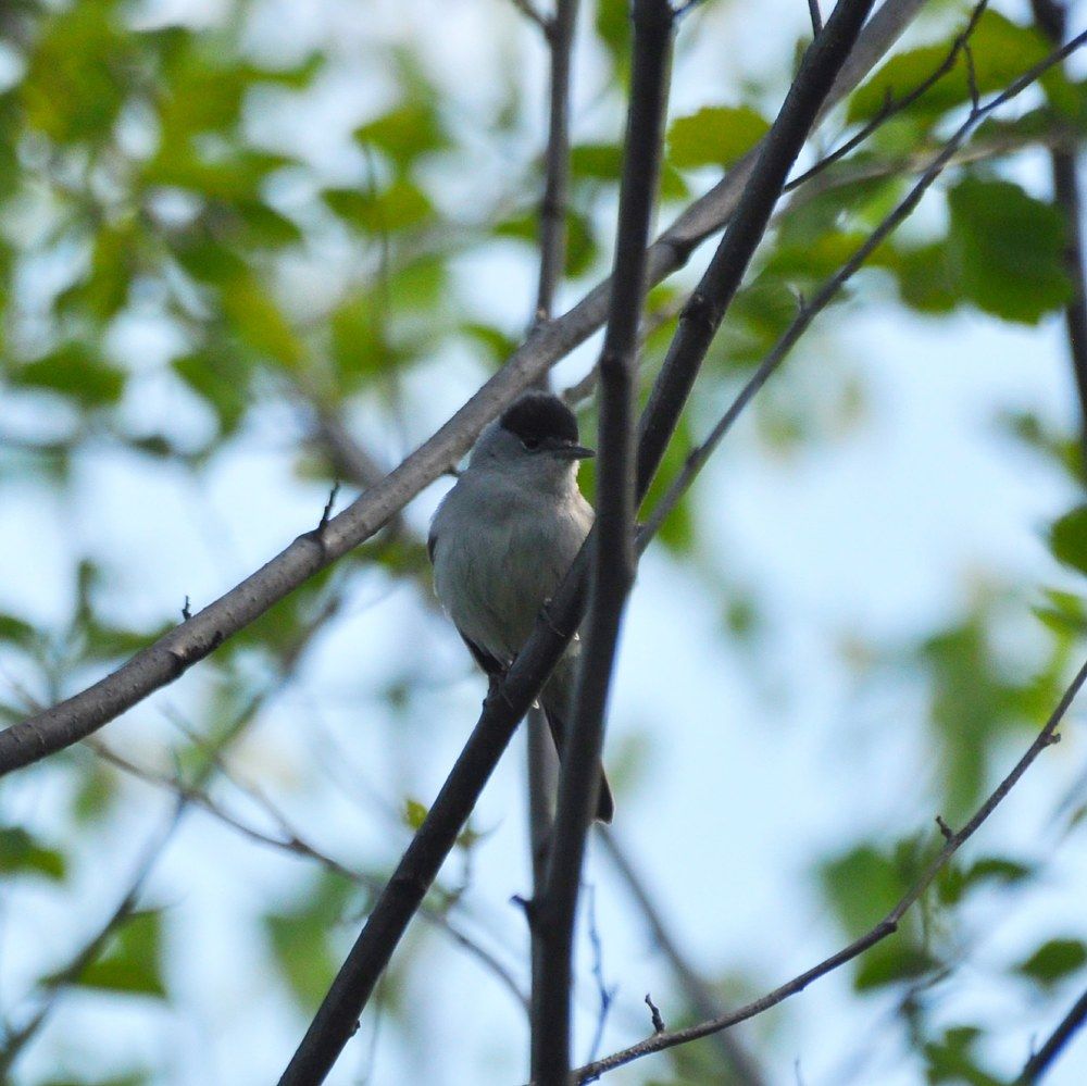 Славка-черноголовка