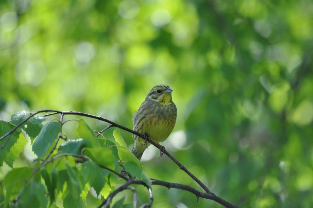 Обыкновенная овсянка