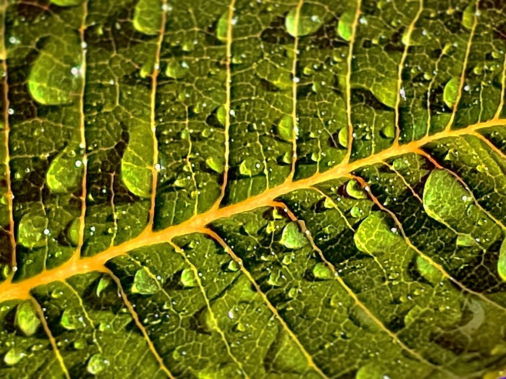 Photograph by Naveen Aggarwal