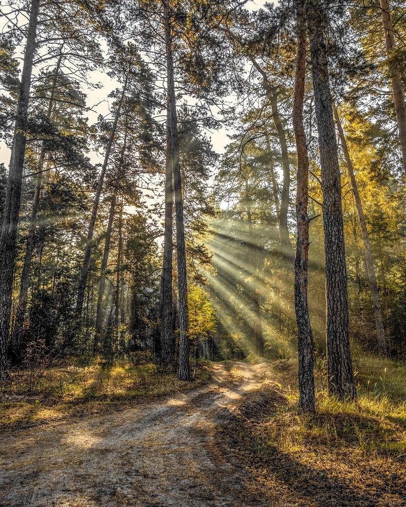 Утро в Солотче