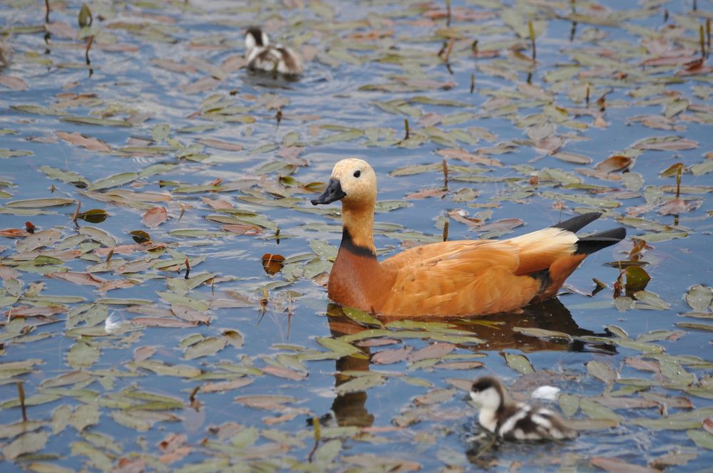 Photograph by Нина Мокина