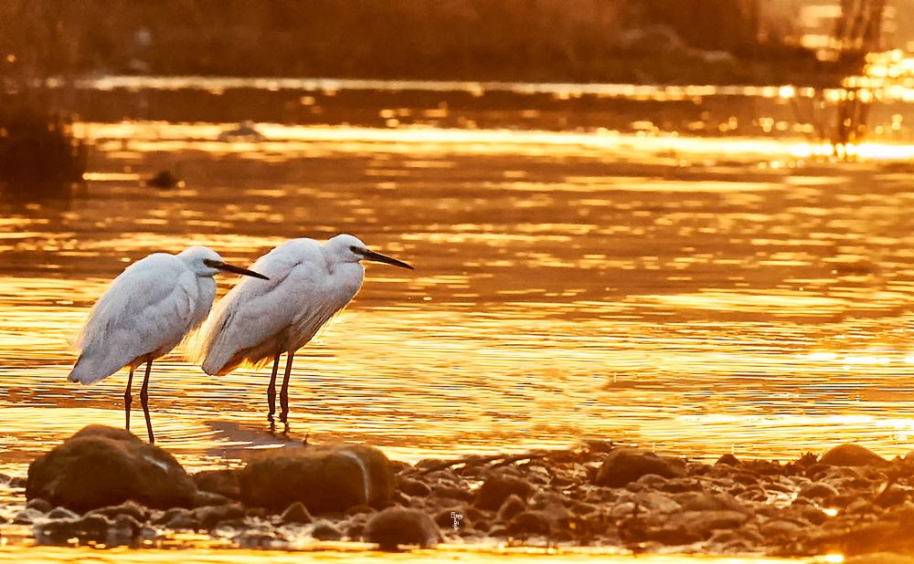 Photograph by Faisal