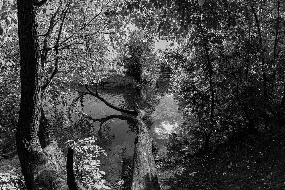 Солнечная заводь