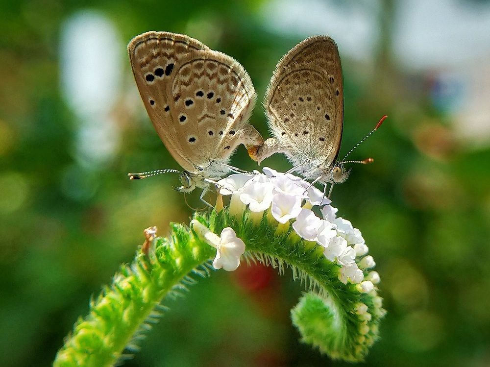 Photograph by SOUVIK MUDI