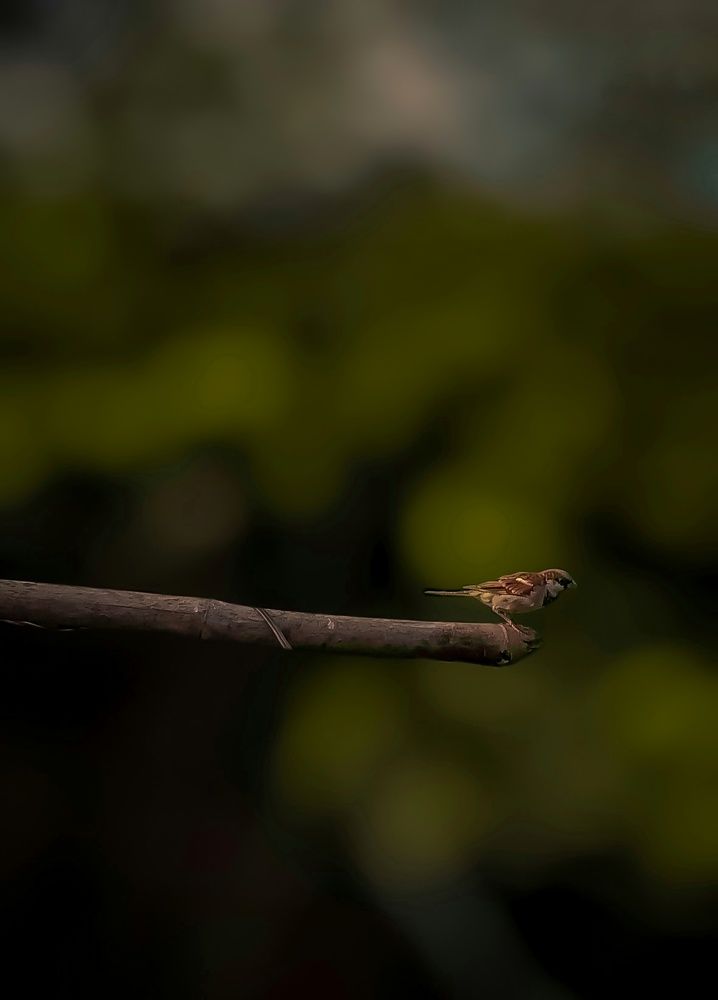 Photo #7698114