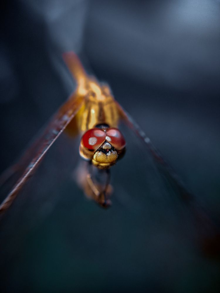 Photograph by ADARSH AJ