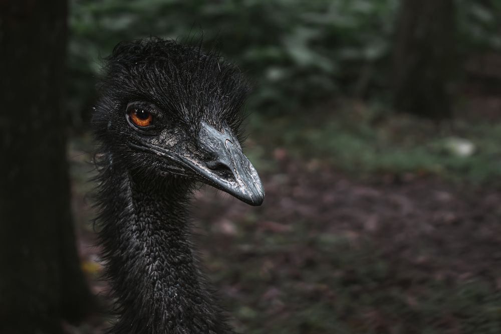 Emu