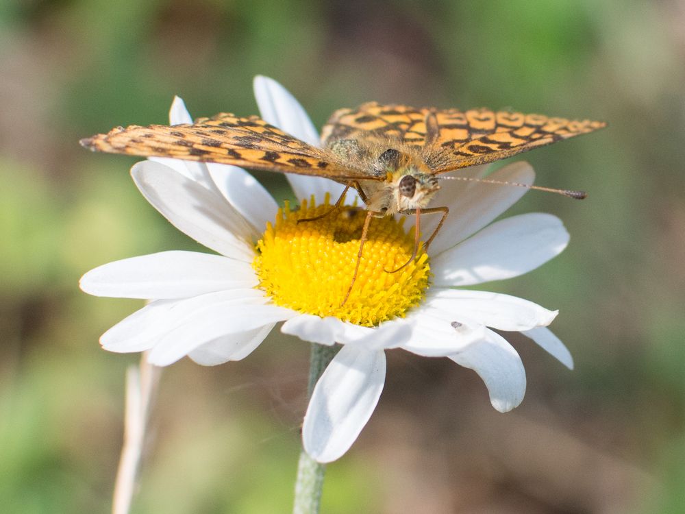 Photograph by Дмитрий Бочкарёв