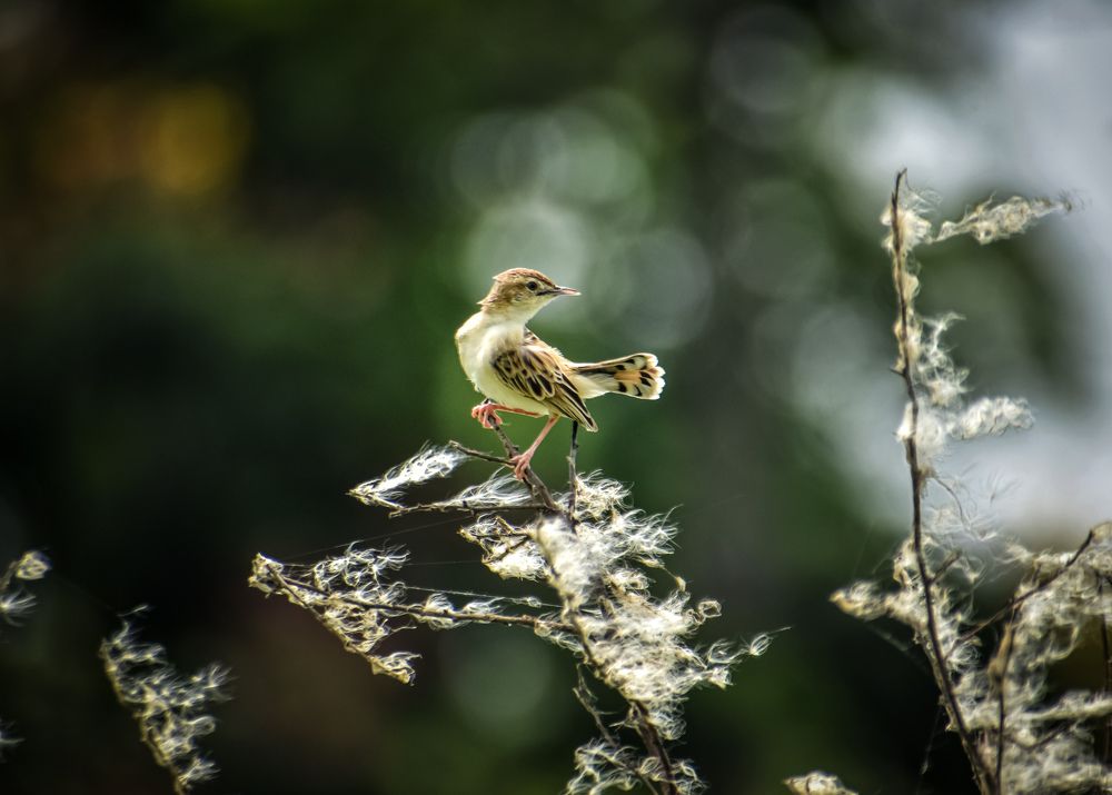 Photograph by Ankan De