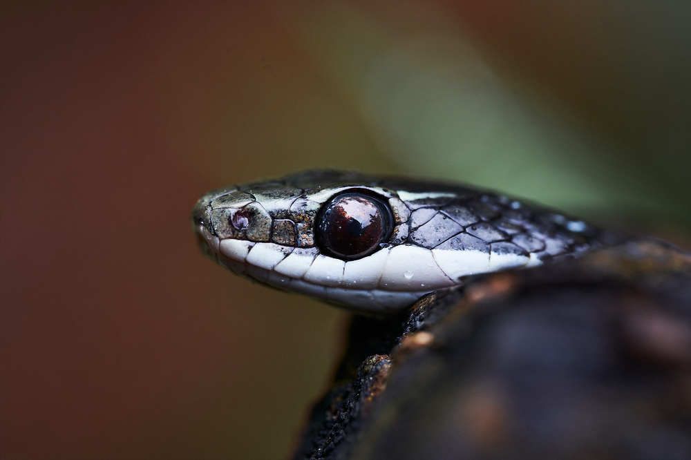 Photograph by Carlos Manuel Peguero Gomez