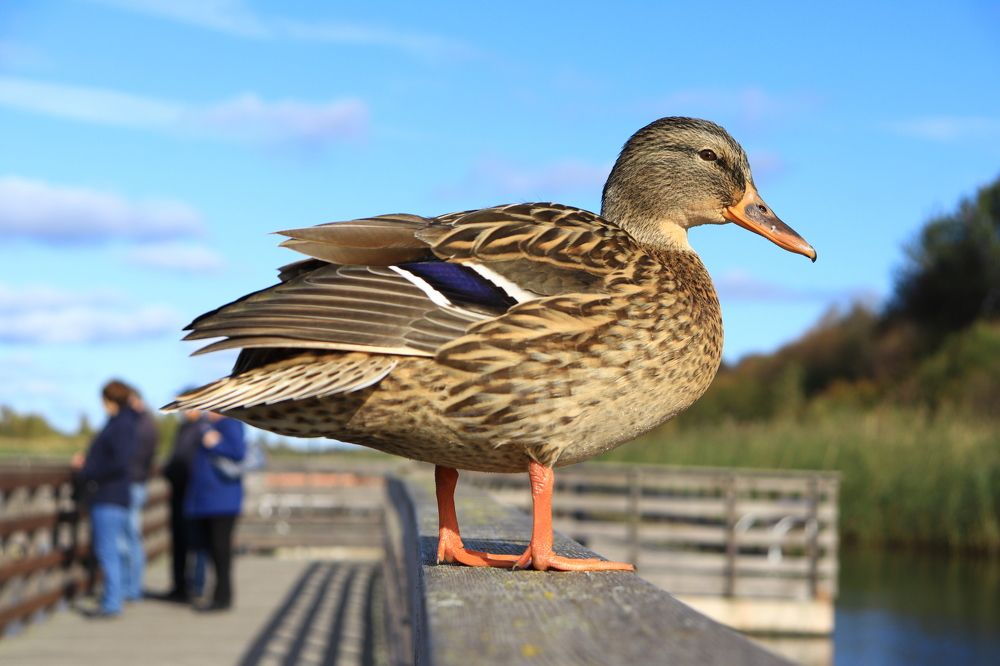 Photograph by Лилия Васильева