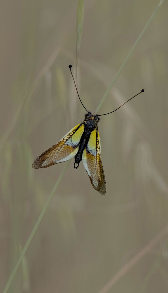 Photograph by Jesus Varas