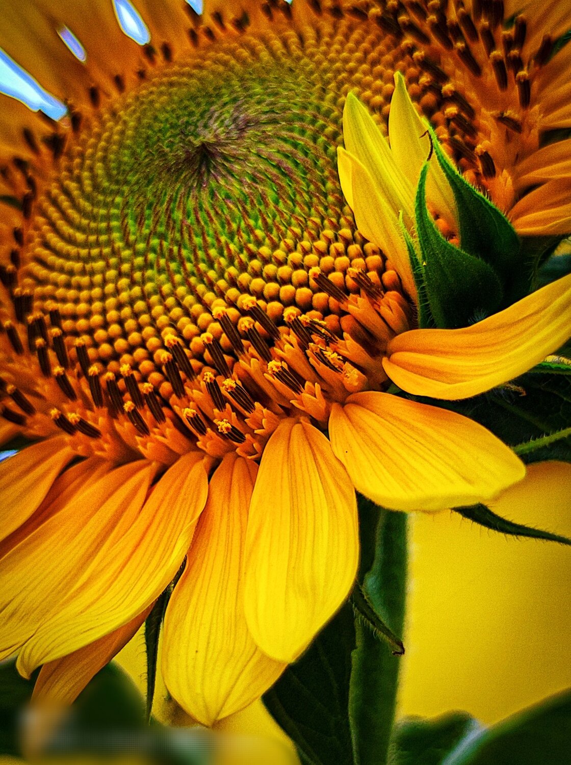 Sunflower