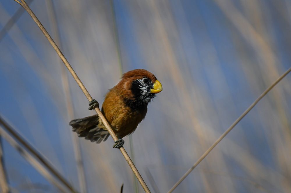 Black Brested Parrotbill