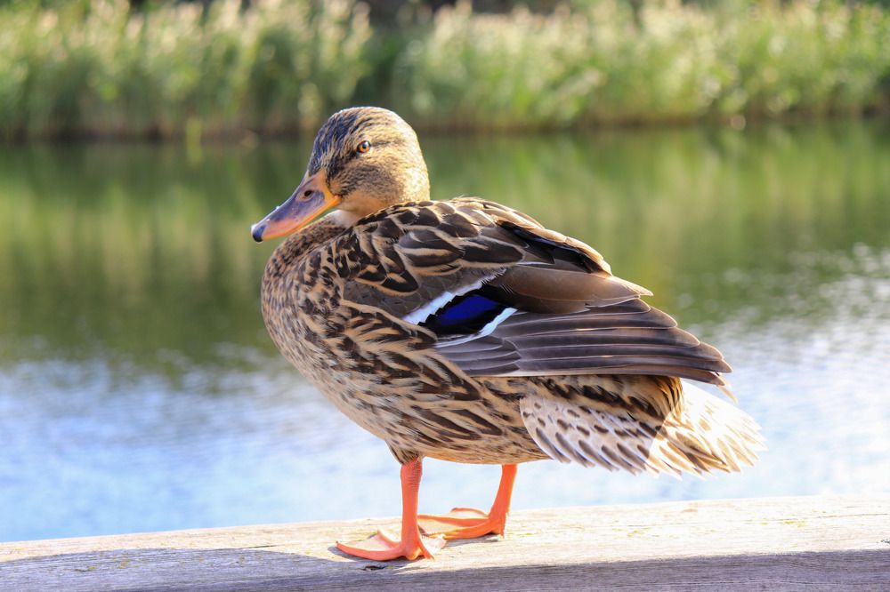 Photograph by Лилия Васильева