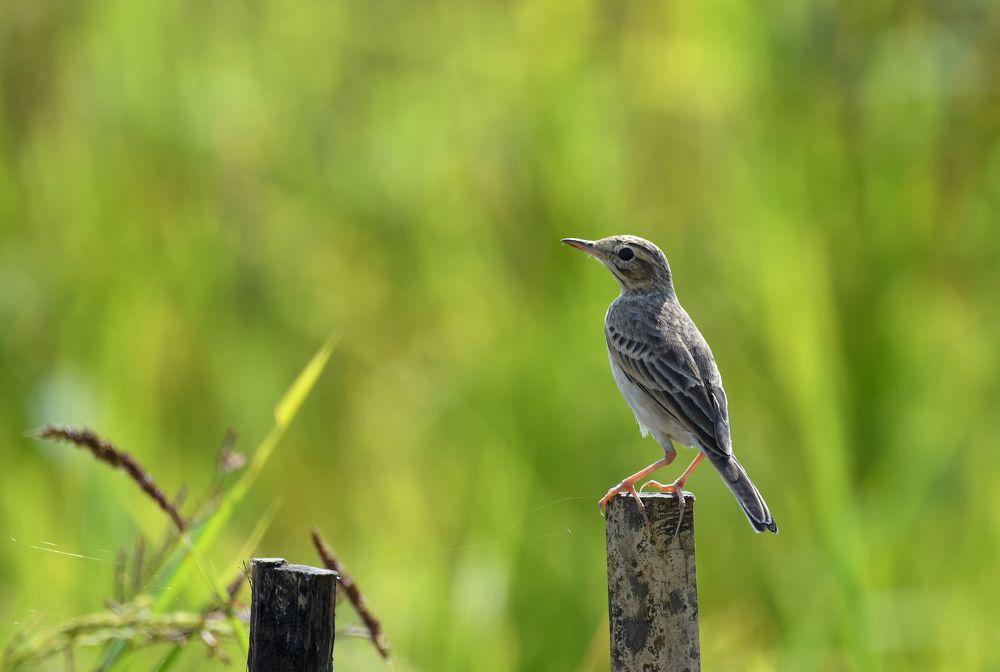 Photograph by LOREN SONOWAL