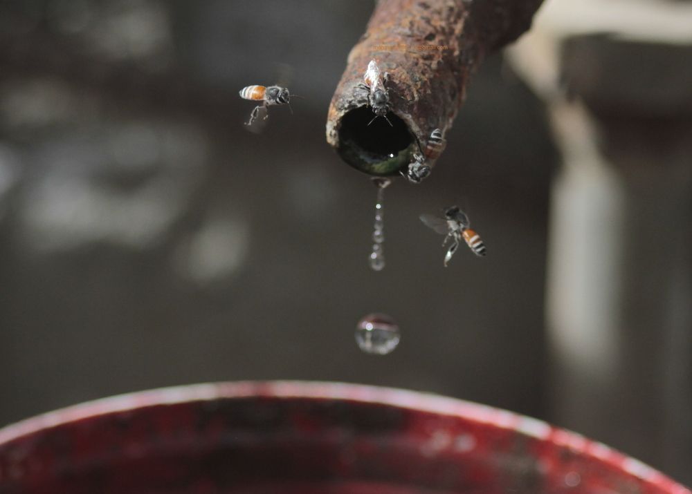 Фотография автора SYED AKBAR