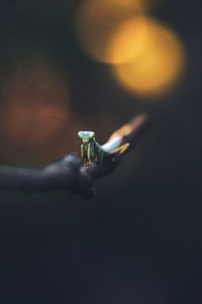 Photograph by Mohammed Oussama