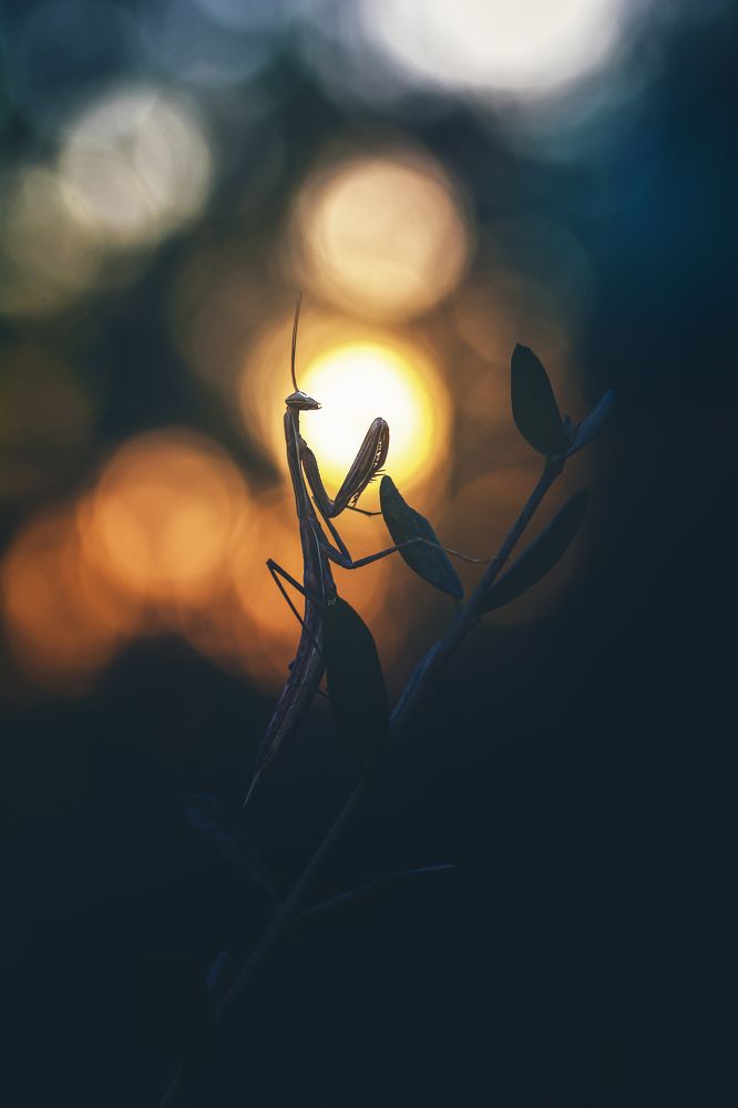 Photograph by Mohammed Oussama