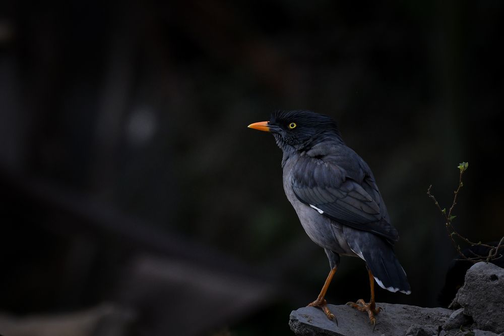 Jungle Myna