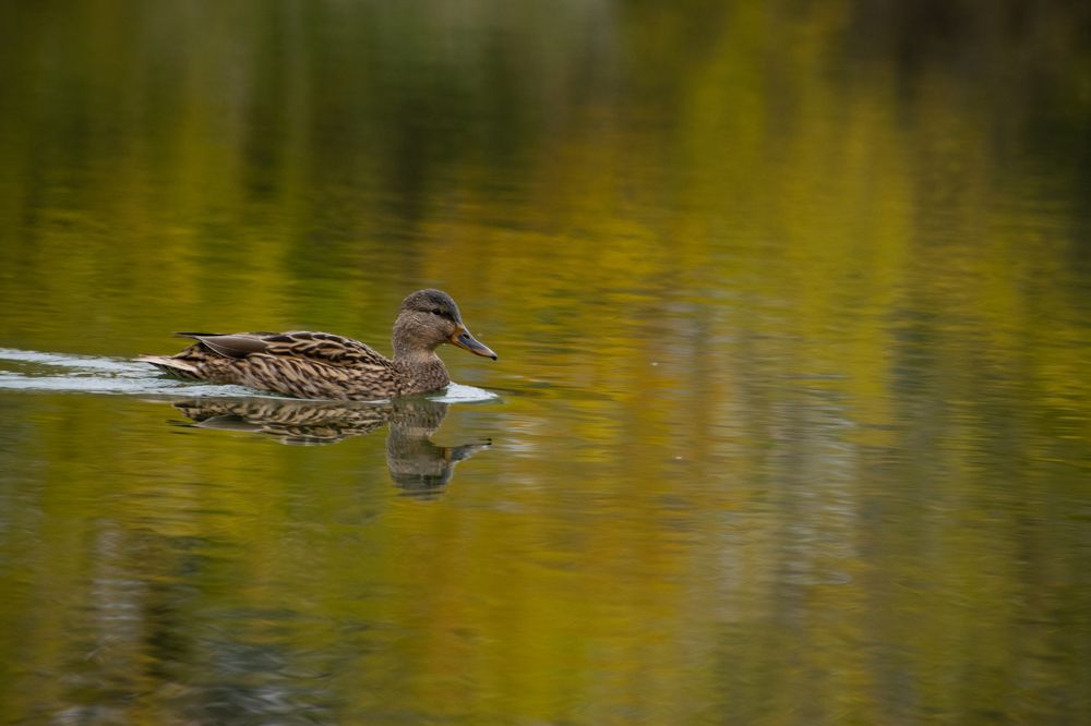 Фотография автора Роман Филатов