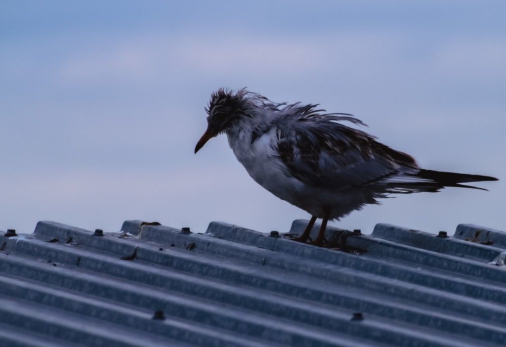 Фотография автора Роман Филатов