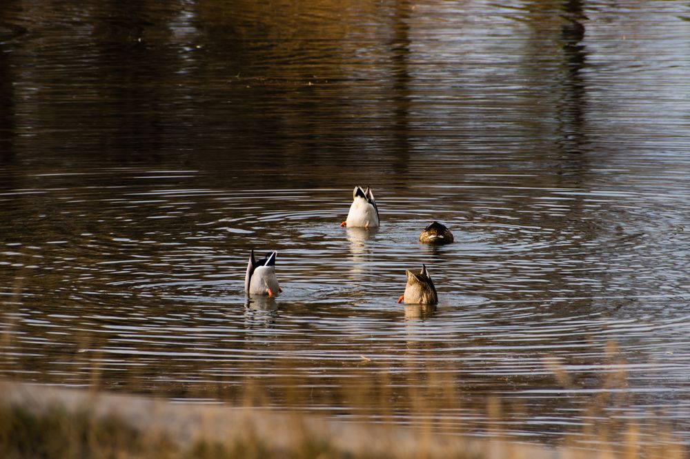 Фотография автора Роман Филатов
