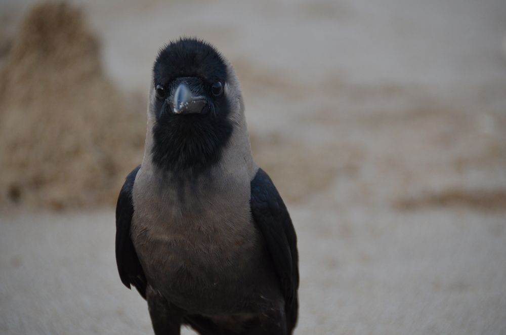 Он смотрит на меня,а я на него