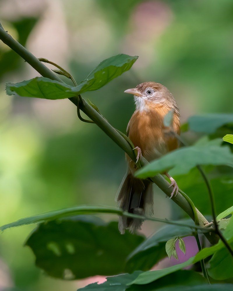 Photograph by Harikrishnan