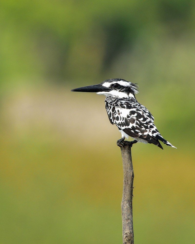 Photograph by Harikrishnan