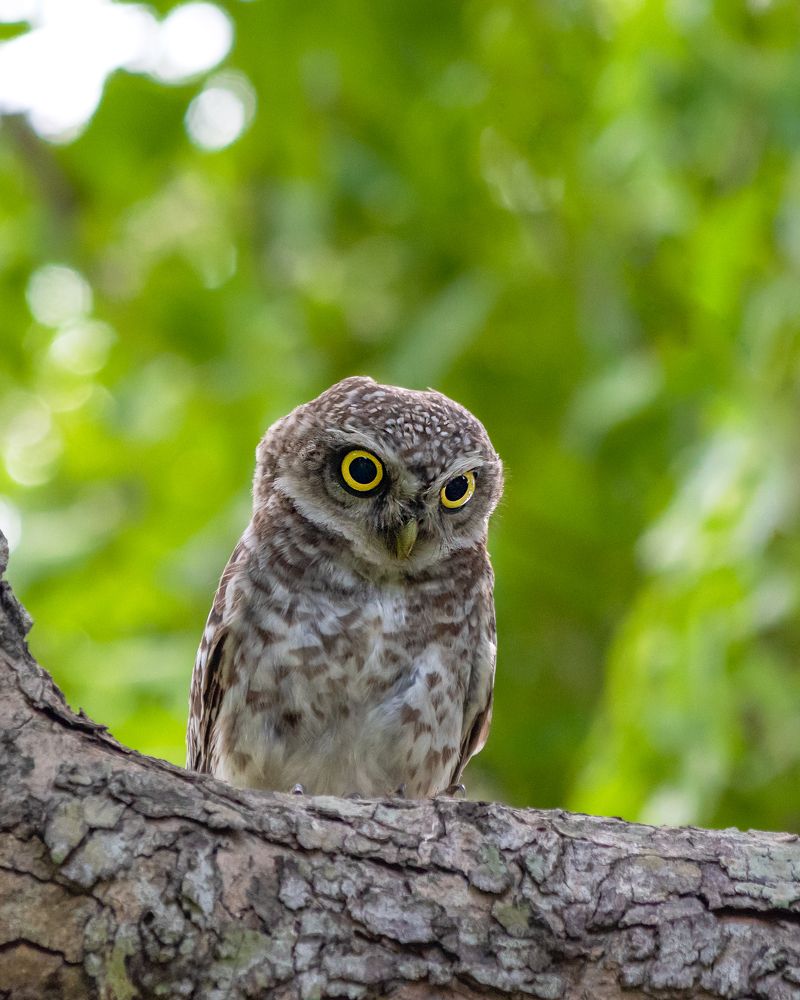 Photograph by Harikrishnan