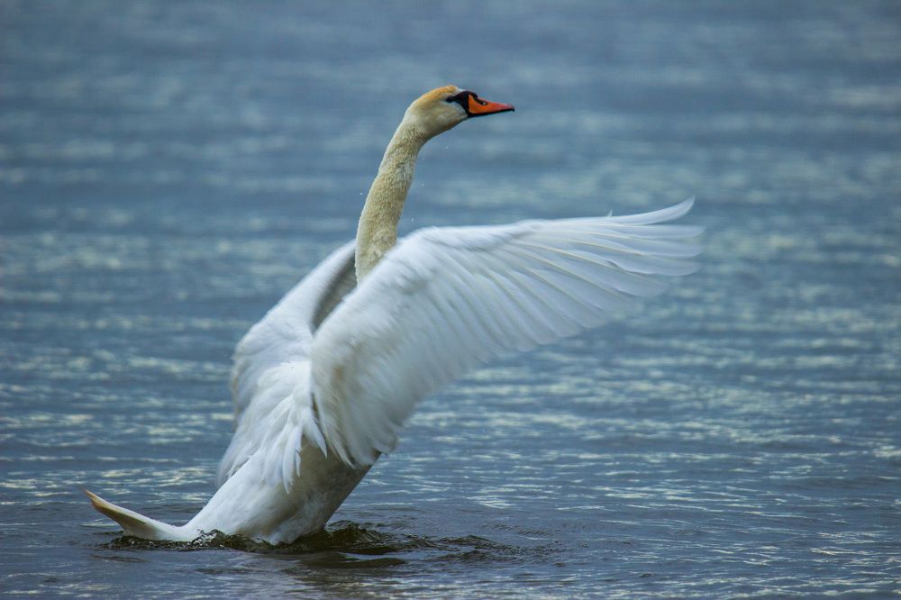 Photograph by Марина Фонарёва