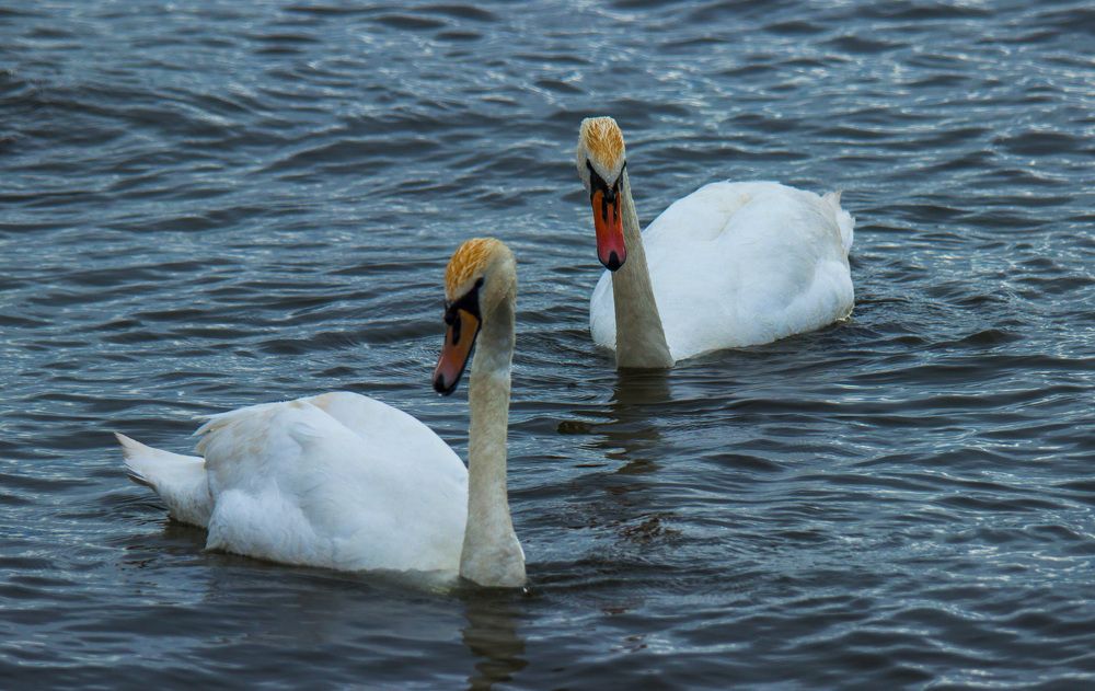 Photograph by Марина Фонарёва