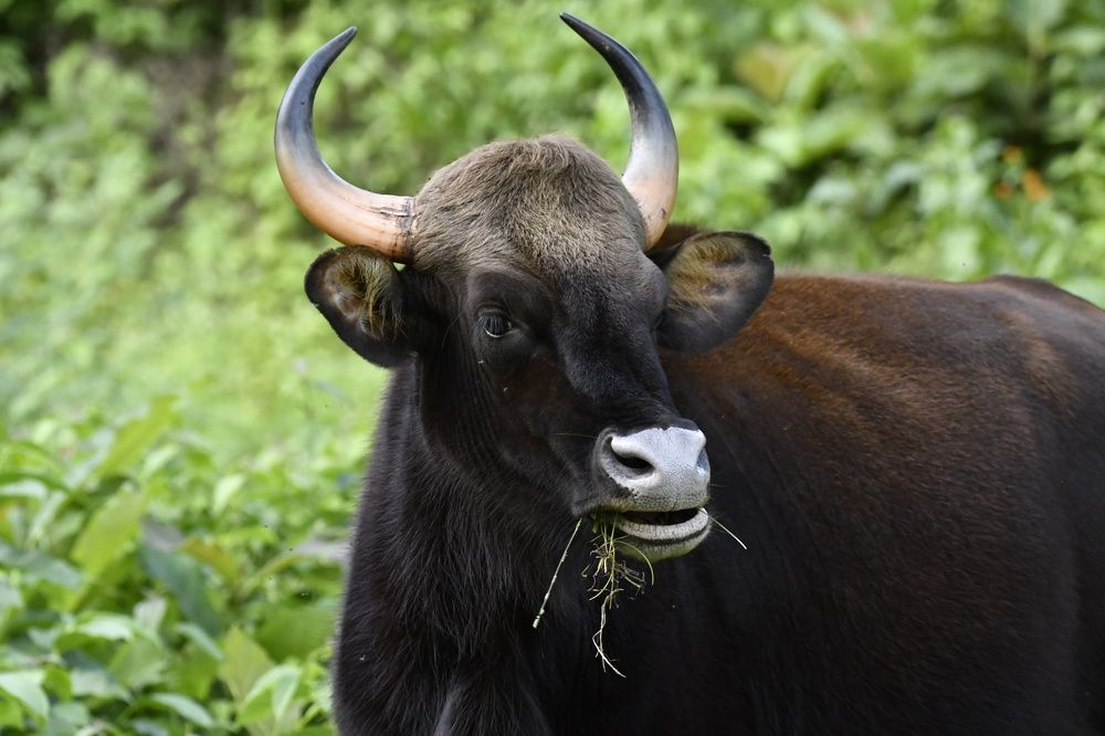 Indian Bison