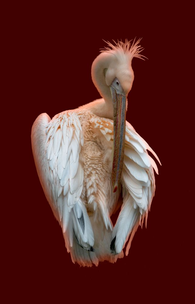 Photograph by Vjacheslav Simanovich