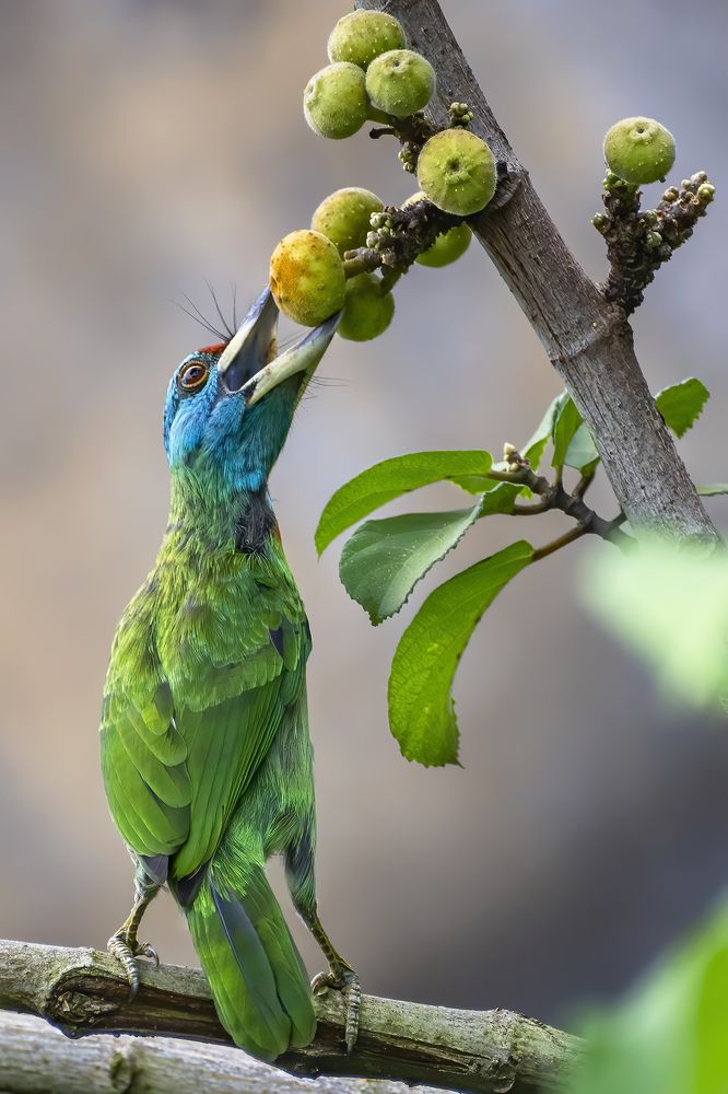 Hungry Barbet