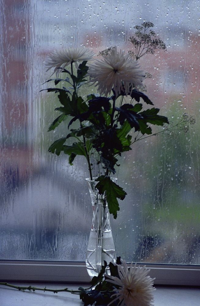 Хризантемы...погода...