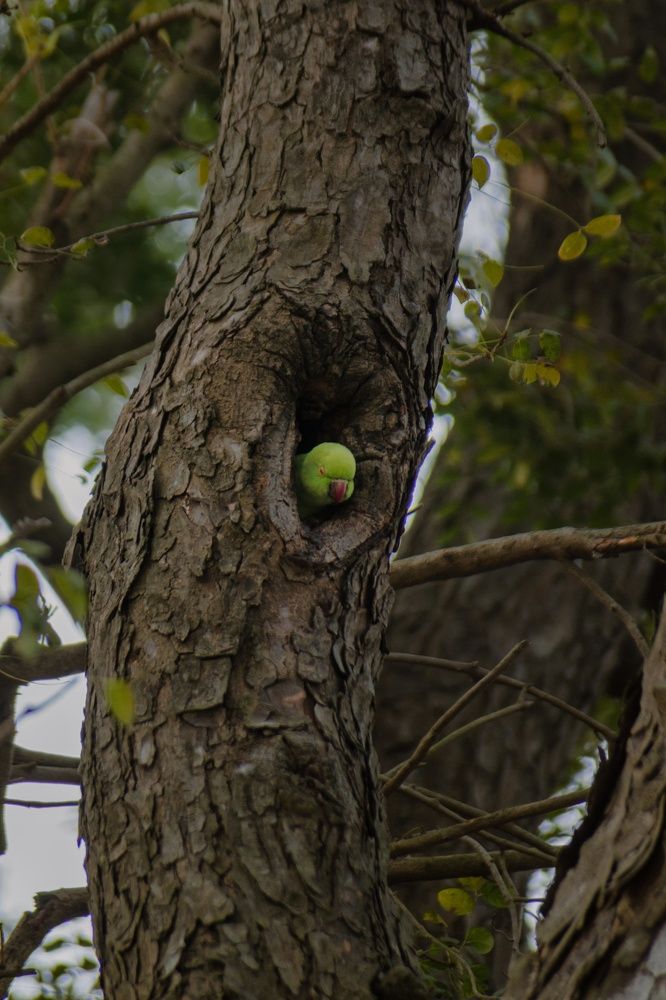 Photograph by Ankan De