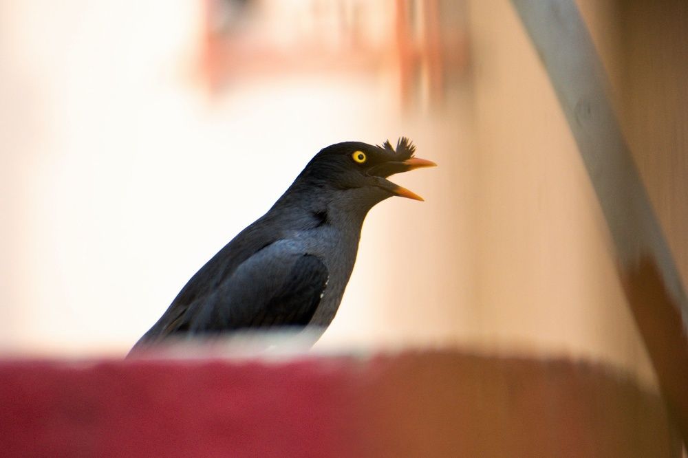 Photograph by Ankan De