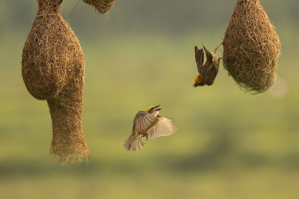 When artists engage in a fight!